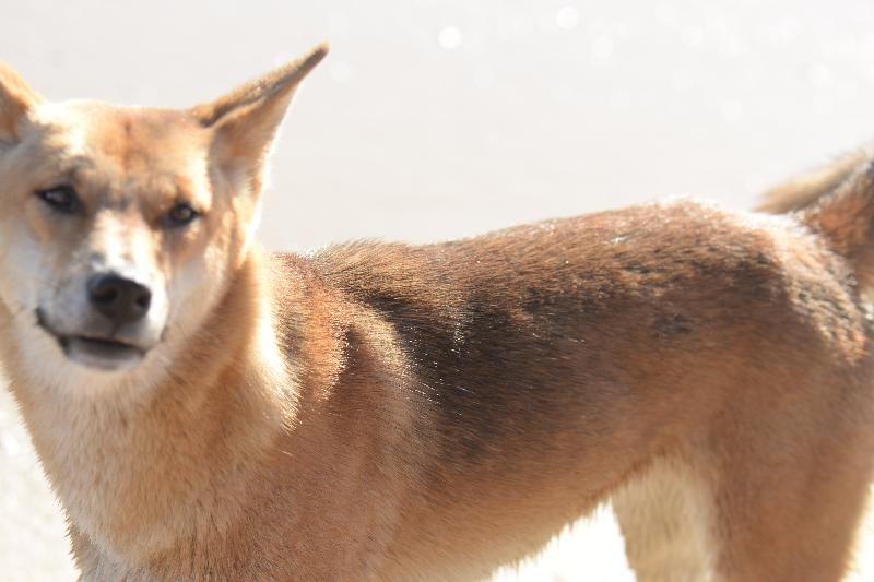 Dingo__Canis_lupus_dingo__021.jpg