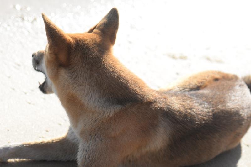 Dingo__Canis_lupus_dingo__023.jpg