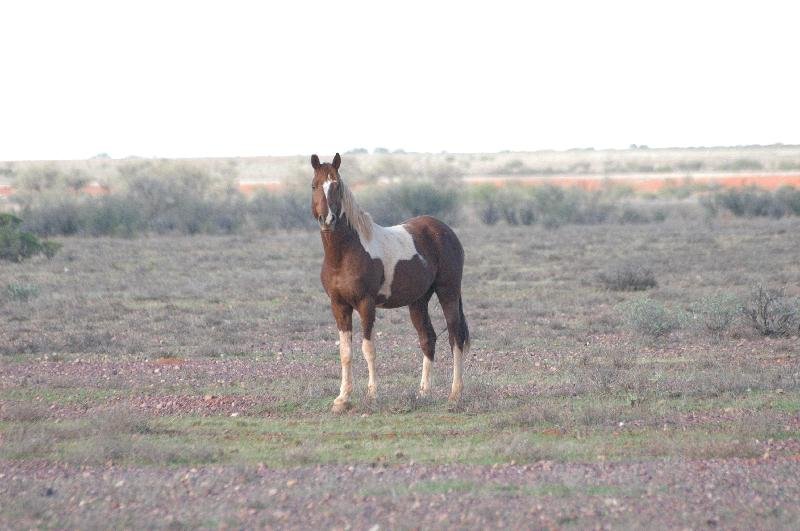 Domestic_Horse__Equus_ferus_caballus__002.jpg