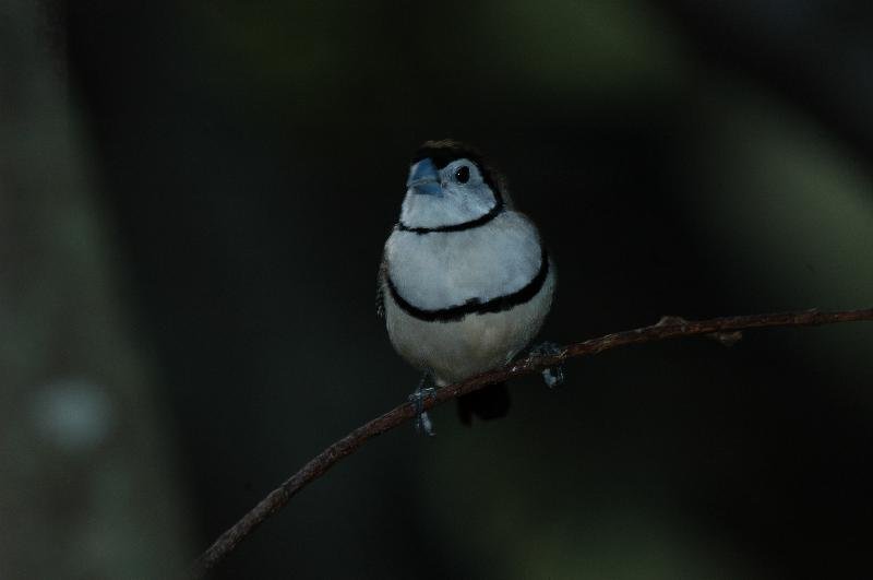 Double-barred_Finch__Taeniopygia_bichenovii__001.jpg