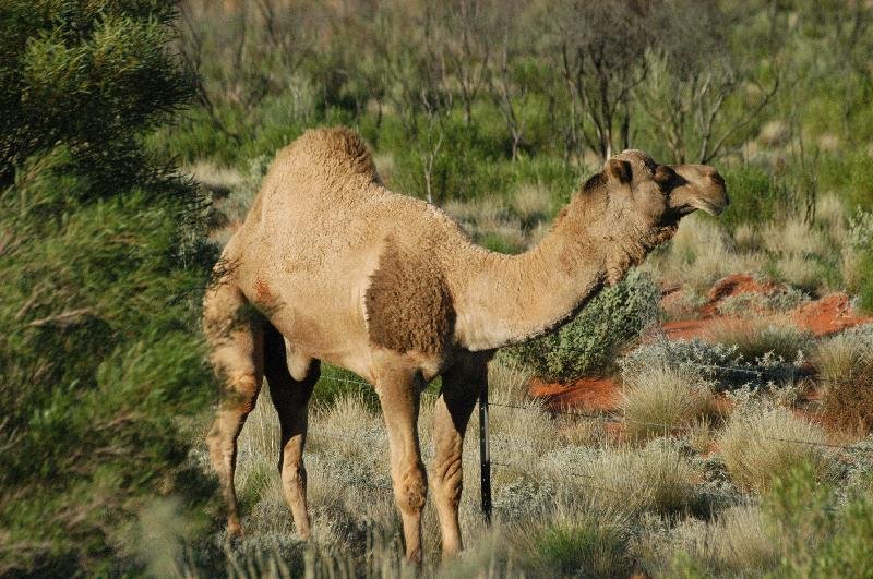 Dromedary_Camel__Camelus_dromedarius__002.jpg