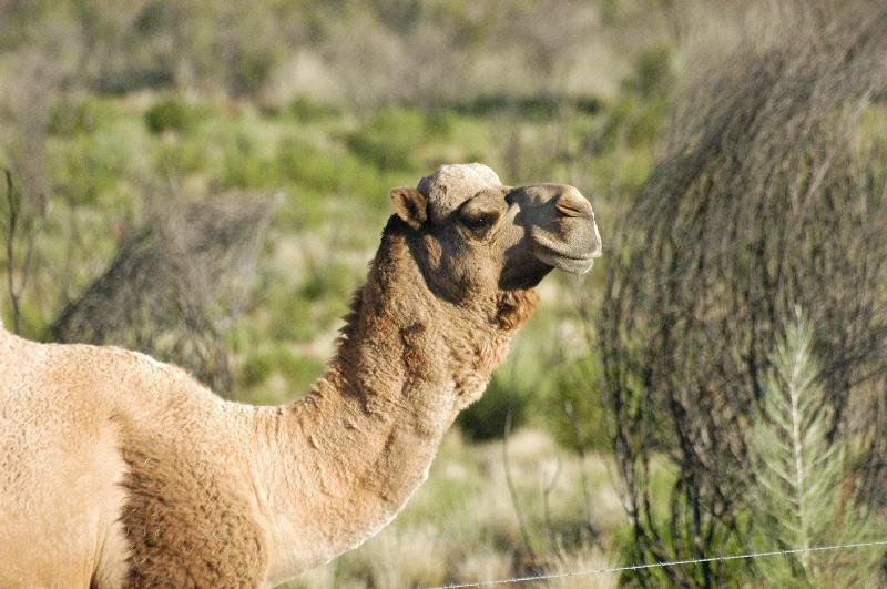 Dromedary_Camel__Camelus_dromedarius__004.jpg