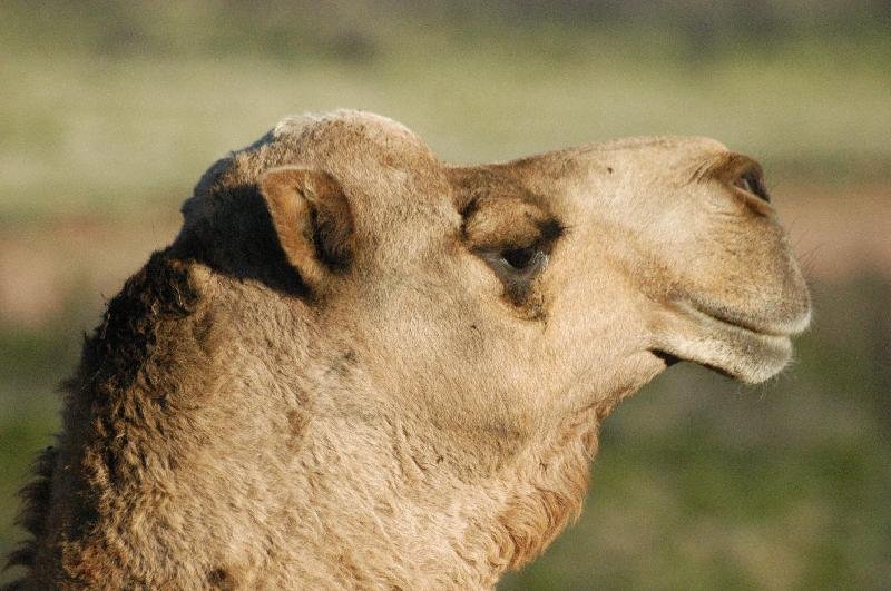 Dromedary_Camel__Camelus_dromedarius__006.jpg