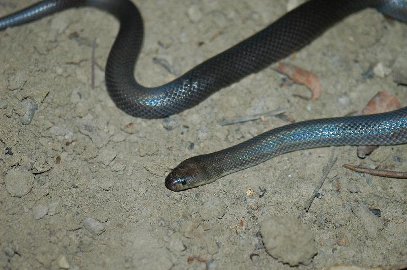 Dunmall's_Snake__Furina_dunmalli__001.jpg