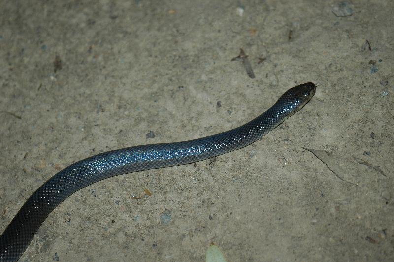 Dunmall's_Snake__Furina_dunmalli__002.jpg