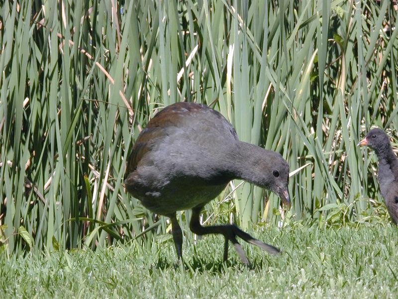 Dusky_Moorhen__Gallinula_tenebrosa__002.jpg