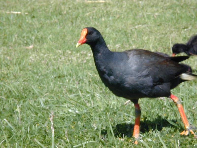 Dusky_Moorhen__Gallinula_tenebrosa__004.jpg