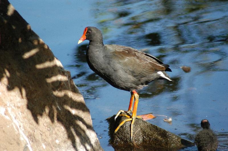 Dusky_Moorhen__Gallinula_tenebrosa__005.jpg