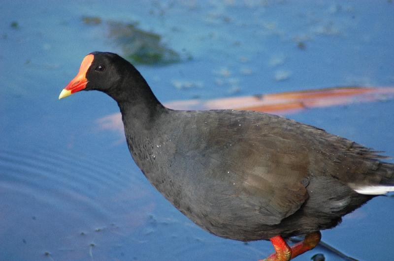 Dusky_Moorhen__Gallinula_tenebrosa__006.jpg