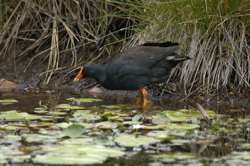 Dusky_Moorhen__Gallinula_tenebrosa__008.jpg