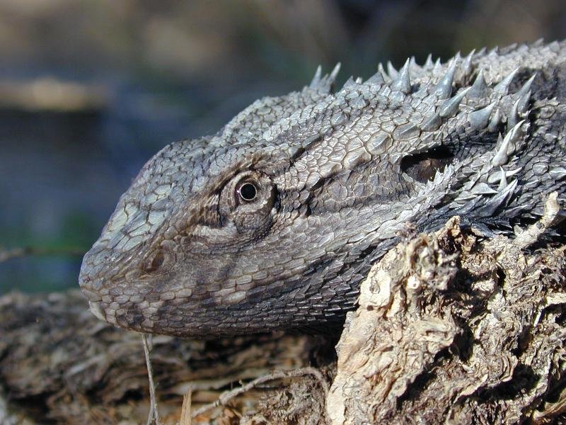 Eastern_Bearded_Dragon__Pogona_barbata__002.jpg