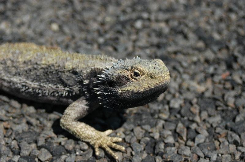 Eastern_Bearded_Dragon__Pogona_barbata__004.jpg