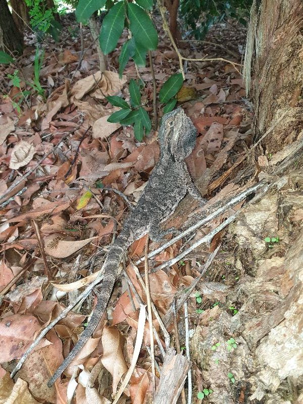 Eastern_Bearded_Dragon__Pogona_barbata__007.jpg