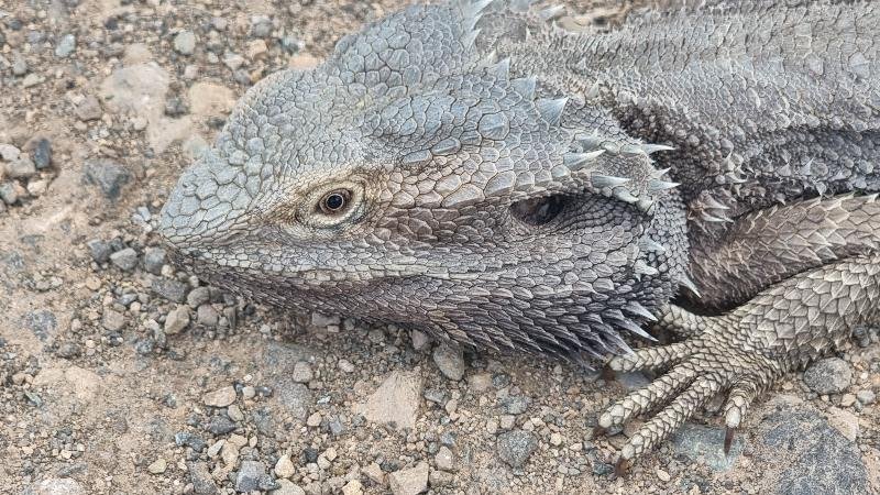 Eastern_Bearded_Dragon__Pogona_barbata__011.jpg