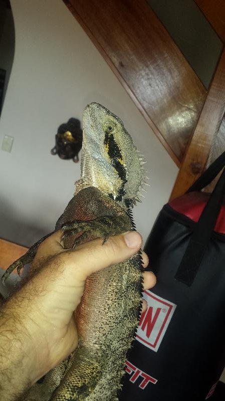 Eastern_Water_Dragon__Physignathus_lesueurii__021.jpg