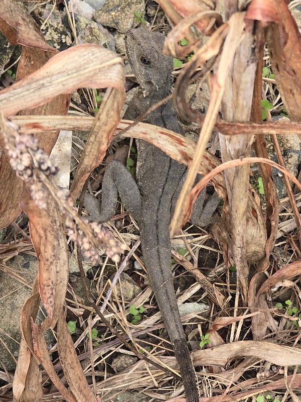 Eastern_Water_Dragon__Physignathus_lesueurii__098.jpg
