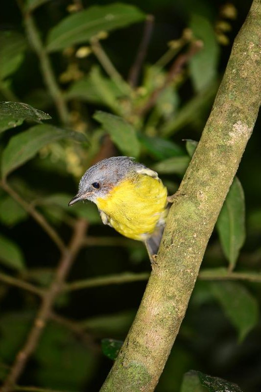 Eastern_Yellow_Robin__Eopsaltria_australis__004.jpg