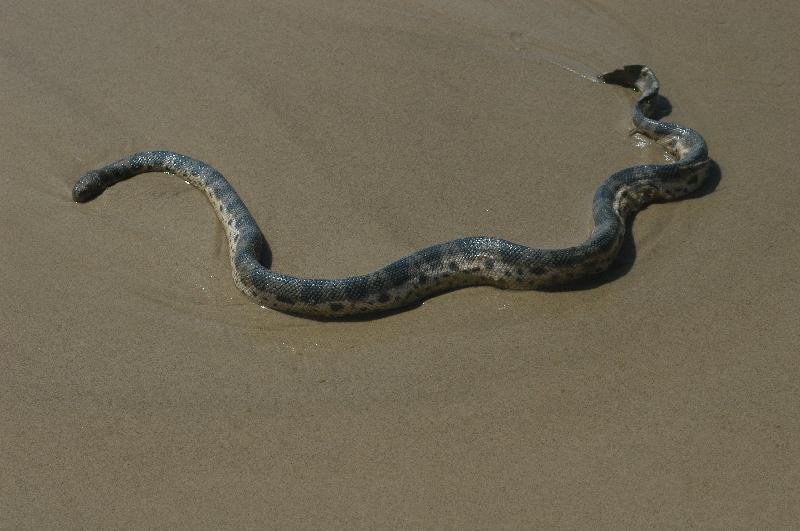 Elegant_Sea_Snake__Hydrophis_elegans__008.jpg