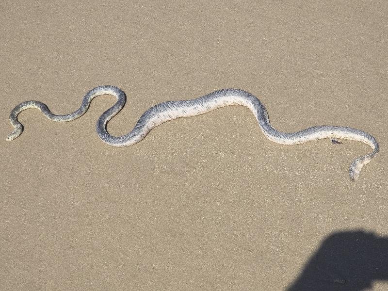 Elegant_Sea_Snake__Hydrophis_elegans__010.jpg