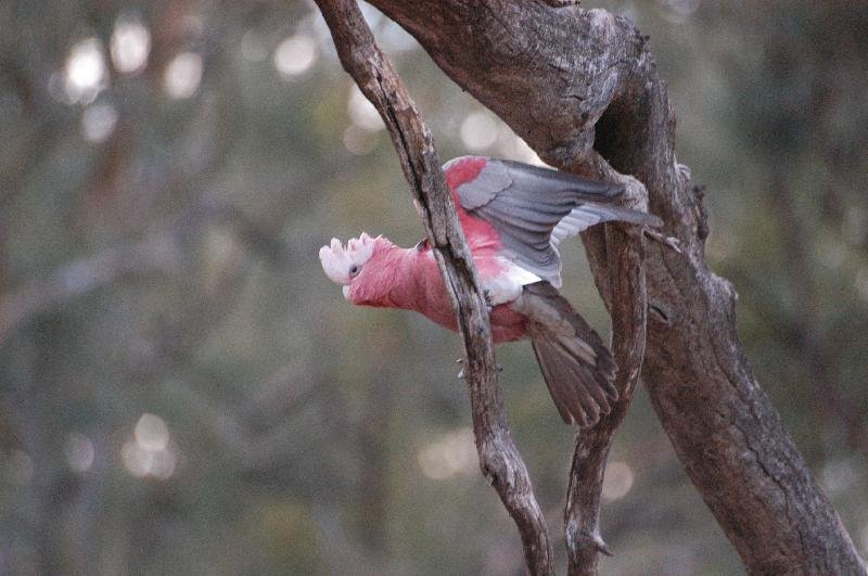 Galah__Eolophus_roseicapillus__002.jpg