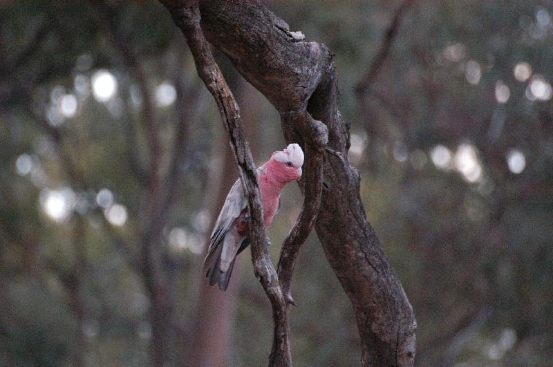 Galah__Eolophus_roseicapillus__003.jpg