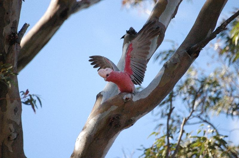 Galah__Eolophus_roseicapillus__006.jpg