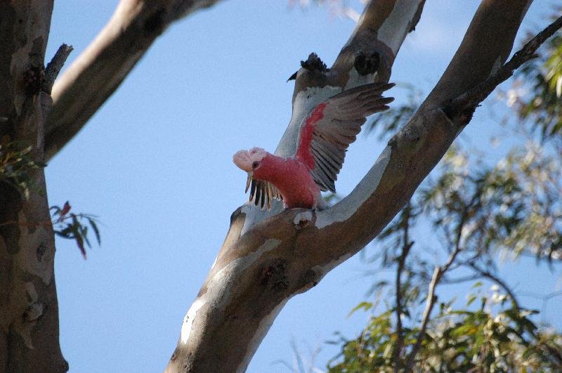 Galah__Eolophus_roseicapillus__007.jpg