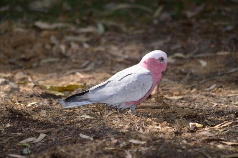 Galah__Eolophus_roseicapillus__009.jpg