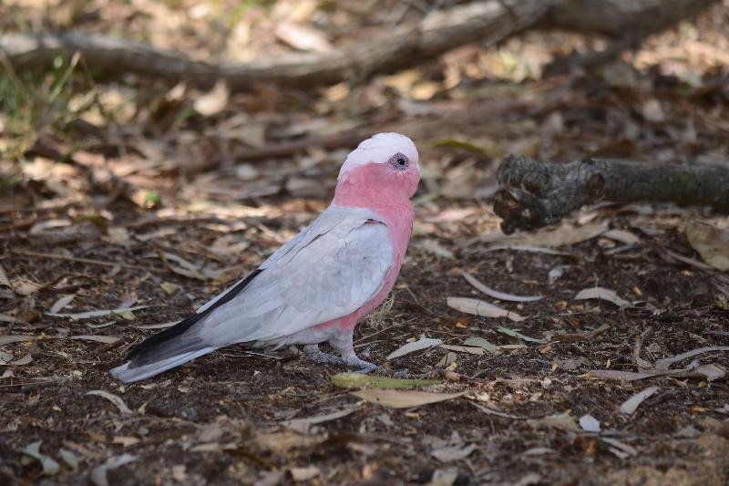 Galah__Eolophus_roseicapillus__010.jpg