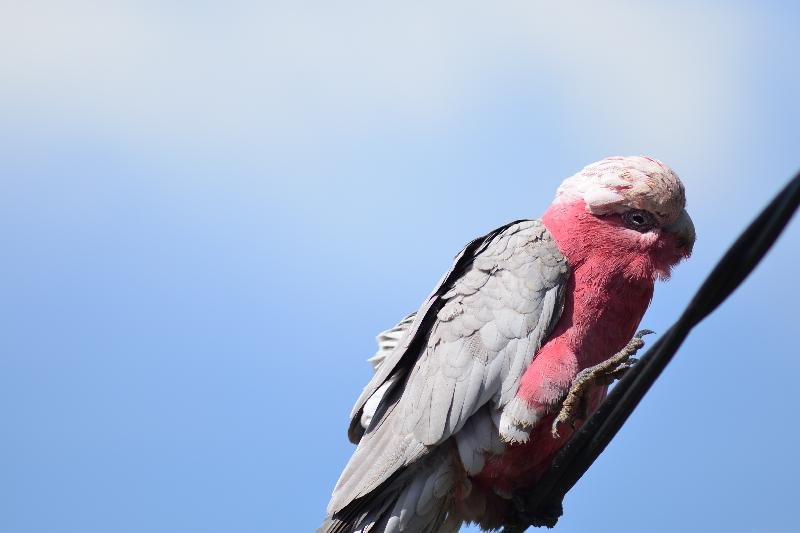 Galah__Eolophus_roseicapillus__013.jpg