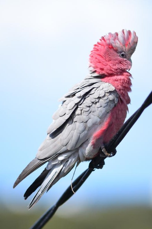 Galah__Eolophus_roseicapillus__017.jpg