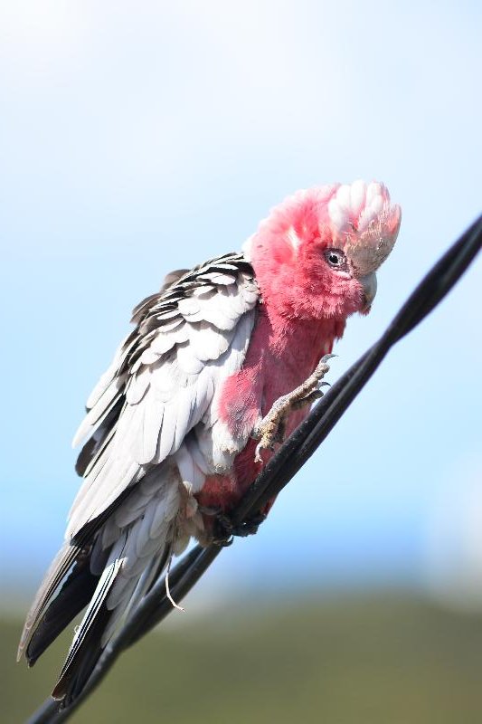 Galah__Eolophus_roseicapillus__018.jpg