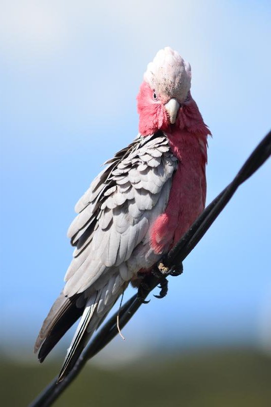 Galah__Eolophus_roseicapillus__019.jpg