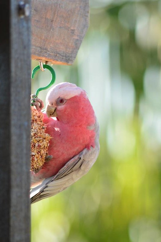 Galah__Eolophus_roseicapillus__020.jpg