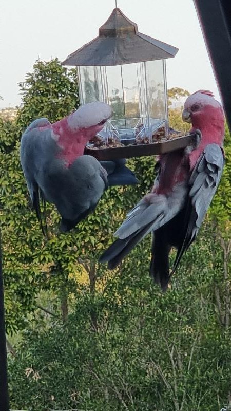 Galah__Eolophus_roseicapillus__021.jpg