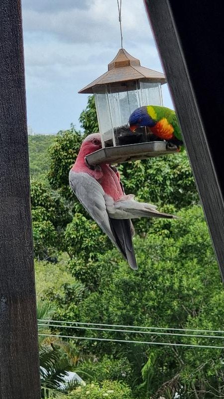 Galah__Eolophus_roseicapillus__023.jpg