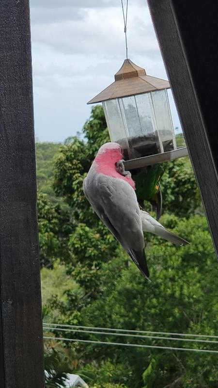 Galah__Eolophus_roseicapillus__024.jpg