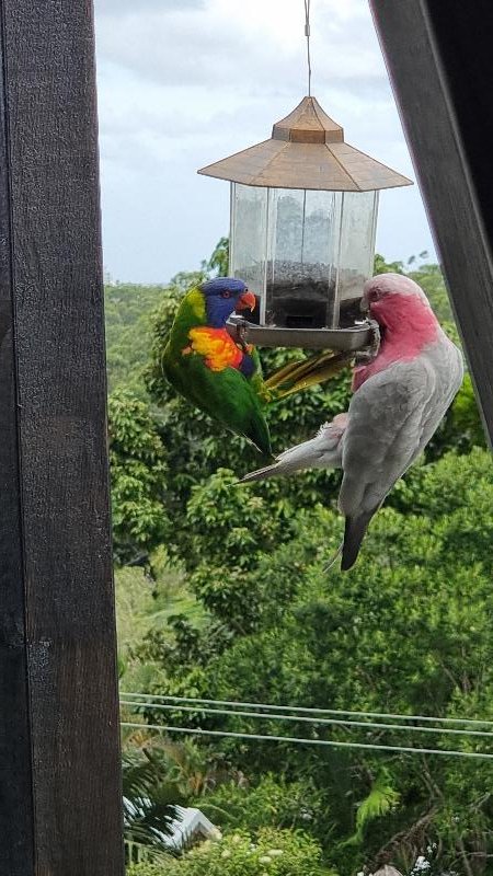 Galah__Eolophus_roseicapillus__025.jpg