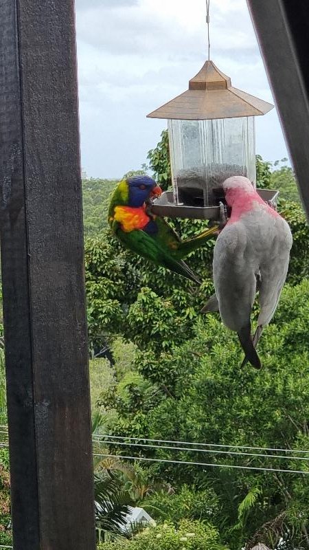 Galah__Eolophus_roseicapillus__026.jpg