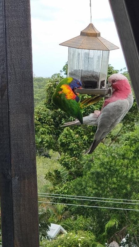 Galah__Eolophus_roseicapillus__027.jpg