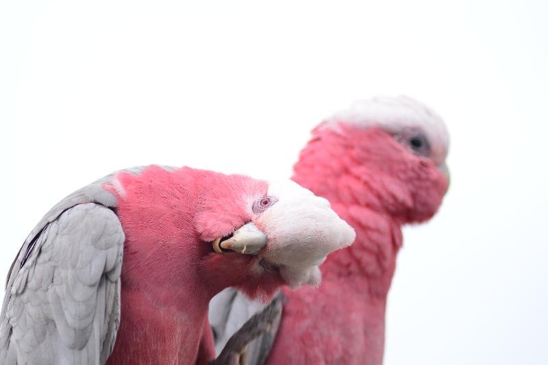 Galah__Eolophus_roseicapillus__033.jpg