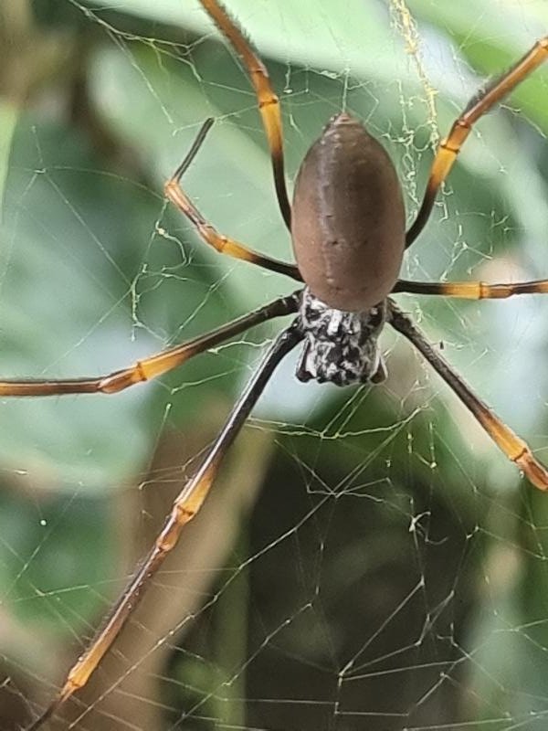 Golden_Orbweavers__Nephila_spp_002.jpg