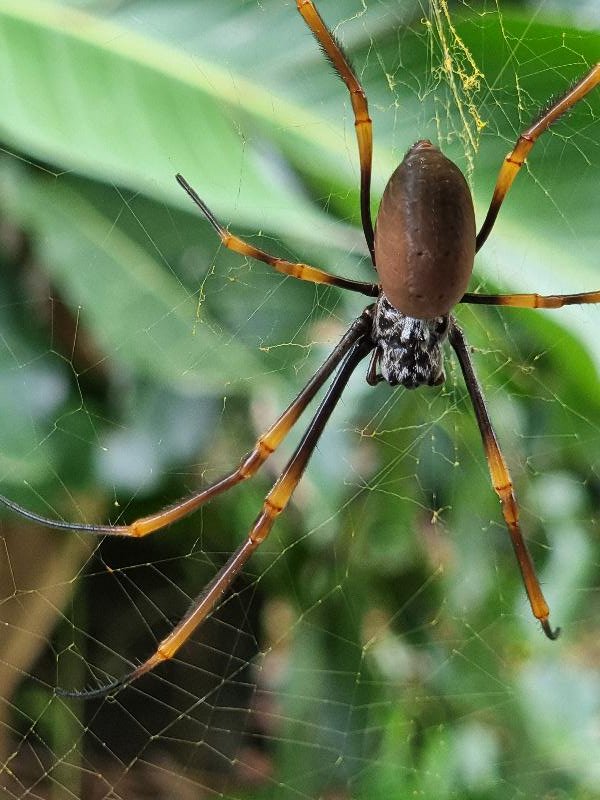 Golden_Orbweavers__Nephila_spp_003.jpg