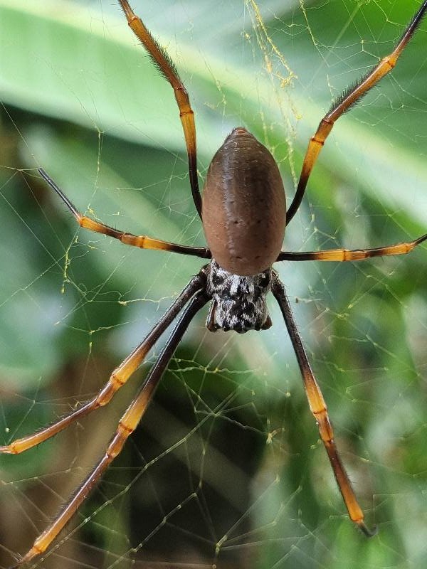 Golden_Orbweavers__Nephila_spp_004.jpg