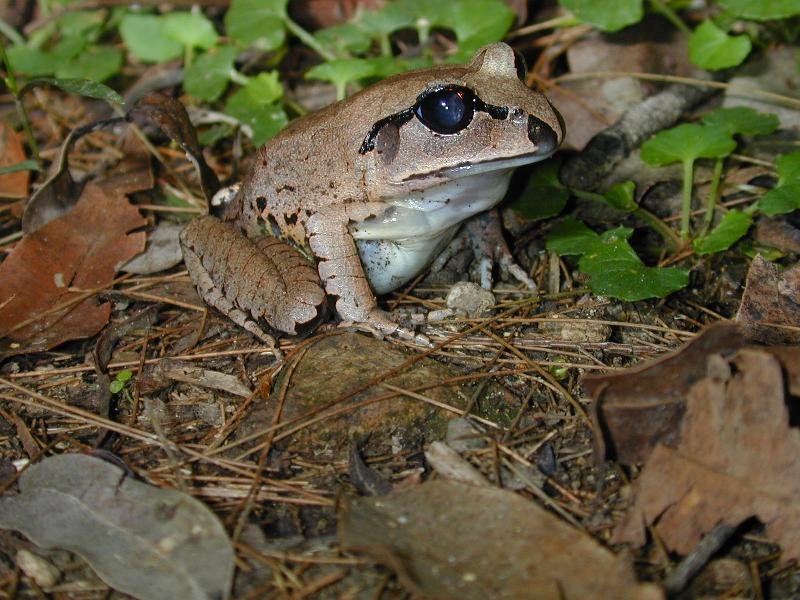 Great_Barred_Frog__Mixophyes_fasciolatus__001.jpg