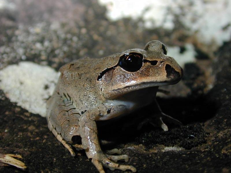 Great_Barred_Frog__Mixophyes_fasciolatus__002.jpg