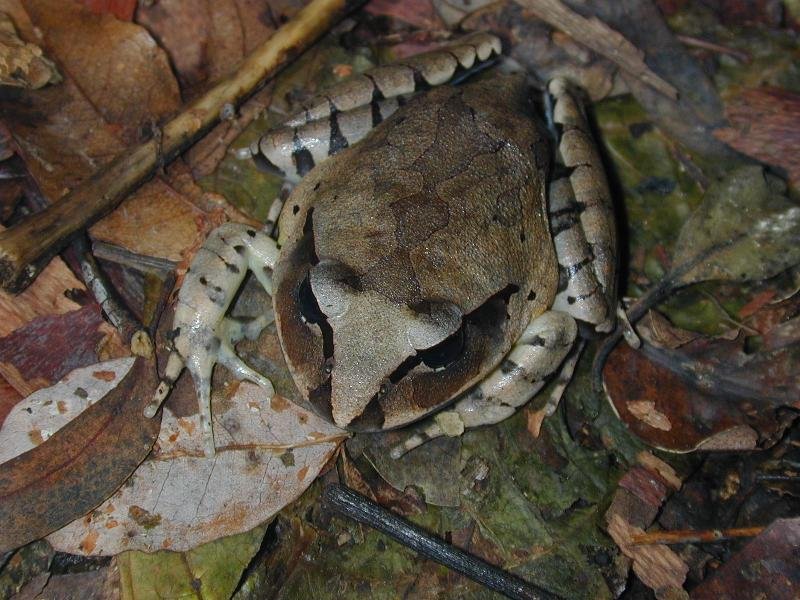 Great_Barred_Frog__Mixophyes_fasciolatus__003.jpg