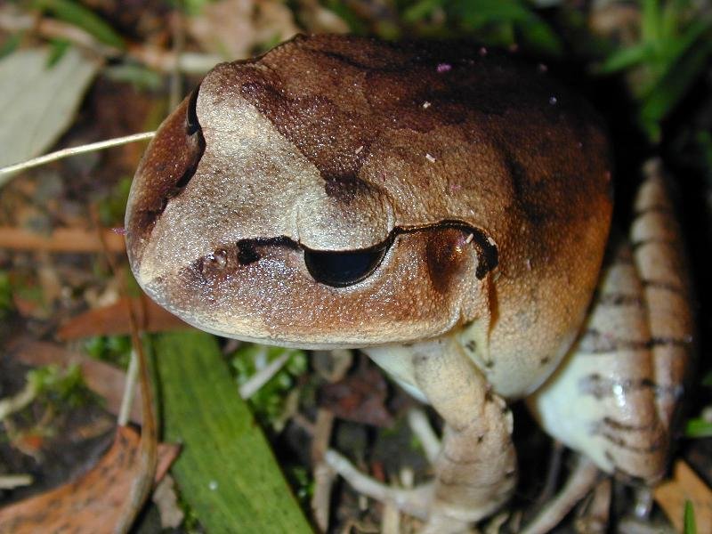 Great_Barred_Frog__Mixophyes_fasciolatus__006.jpg