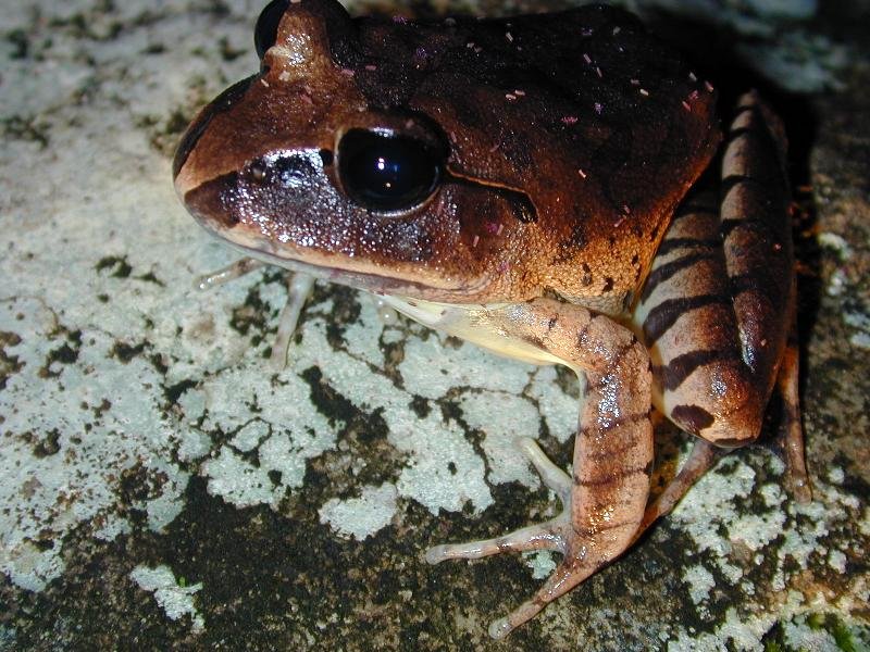 Great_Barred_Frog__Mixophyes_fasciolatus__007.jpg