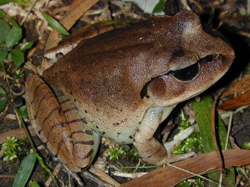 Great_Barred_Frog__Mixophyes_fasciolatus__008.jpg